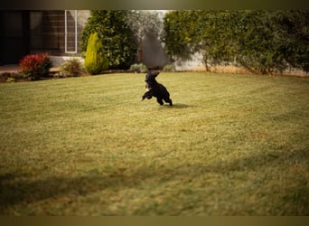 Sienna süße junge Schäfi-Mix-Schnute