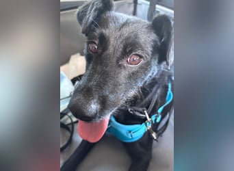 Ebony ❤️ wartet in 51469 Bergisch Gladbach auf dich