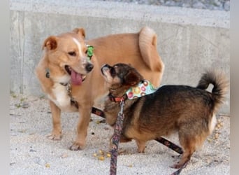 Kika & Max ❤️ gemeinsames Zuhause gesucht