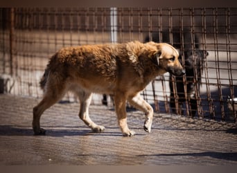 Ben ❤️ schmusiger, schüchterner Hundebub