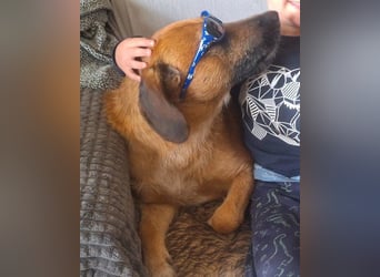 Toller Rüde ♥ Taro ♥ wartet bereits in 24885 Sieverstedt