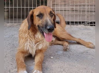 Sanfter ♥ Oscar ♥ wartet schon in 74749 Rosenberg