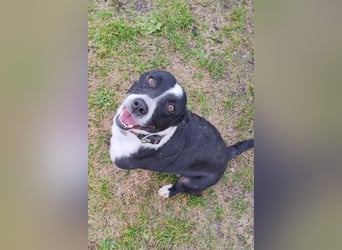 Betty ❤️ verschmuste & anhängliche Hundedame