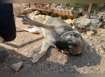 COCO❤️verspielt, sanft und voller Vertrauen: ein Herz für Groß und Klein!