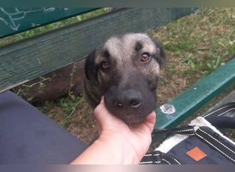 GoodBoy ♥Buddy♥ sucht seinen treuen Buddy auf 2 Beinen