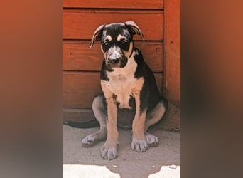 Welpenmädchen Lykka ❤️ fröhlich, verspielt, neugierig!