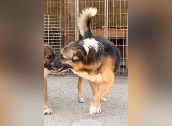 KORA❤️sanfte Seele sucht sehnsüchtig ein liebevolles Zuhause & Geborgenheit