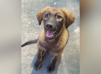 Bub ♥Bertie♥ lieber, fröhlicher Jungrüde