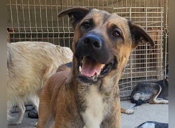 XAVER❤️entzückender, lustiger Jungrüde auf dringender Körbchensuche!