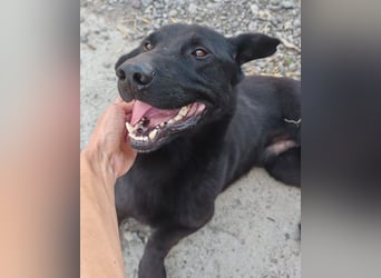 Blacky Aron ♥️ so verschmuster & verspielter Rüde