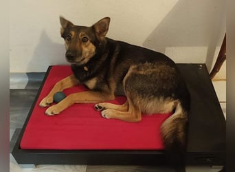 Fibi - eine sanfte Fellnase mit Charakter