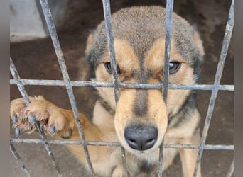 freundliche, liebevolle Mix-Hundedame Lizzy