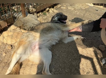 COCO❤️verspielt, sanft und voller Vertrauen: ein Herz für Groß und Klein!