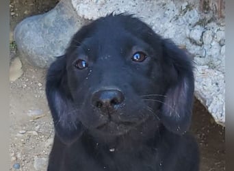 Knutschkugel GRACIE❤️zauberhaftes Fellschnute sucht ihr Zuhause fürs Leben