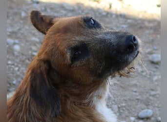 Sanfter ♥ Oscar ♥ wartet schon in 74749 Rosenberg