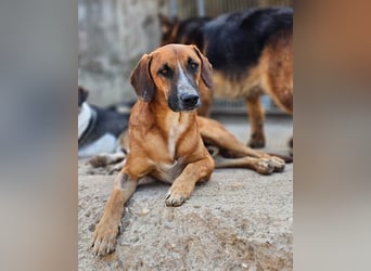 Sanfter Rüde ♥Amigo♥ erwartet dich bereits in 74749 Rosenberg
