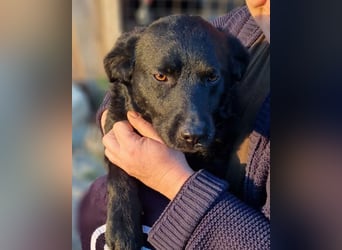 Bruce ❤️ Sanftmütig, loyal, verschmust!