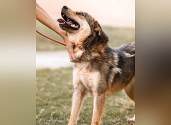freundliche, liebevolle Mix-Hundedame Lizzy