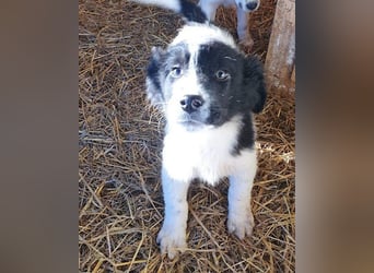 Sammy- jung, noch schüchtern - sucht seine feste Bindung