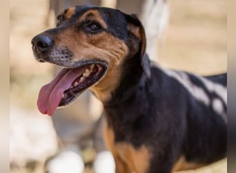 Jasco ❤️ neugierig, lebhaft & verspielt