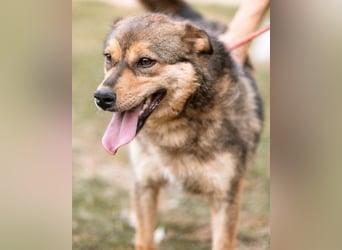 freundliche, liebevolle Mix-Hundedame Lizzy