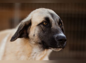 Sofia ♥️ liebe und aktive HSH-Mix-Junghündin