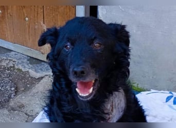 Nox ❤️ liebevoller Kämpfer auf 3-Beinen