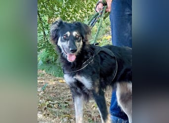 Samba: superliebe Seele sucht Herzensmenschen