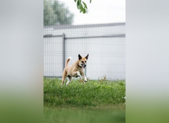 Lebhafte Dasha sucht ihre Menschen