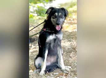 Samba: superliebe Seele sucht Herzensmenschen