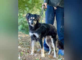 Samba: superliebe Seele sucht Herzensmenschen