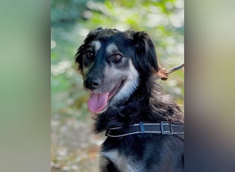 Samba: superliebe Seele sucht Herzensmenschen