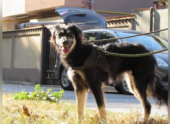 Samba: superliebe Seele sucht Herzensmenschen