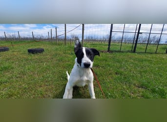Flynn ist noch vorsichtig - aktuell in Rumänien