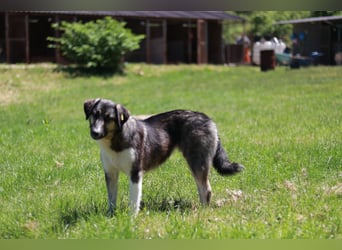 Ronja sucht ihr Für-immer-Zuhause - aktuell in Bosnien