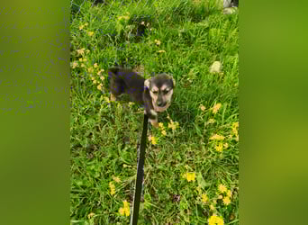 Sara - ein kleines Herz auf vier Pfoten - aktuell noch in Rumänien