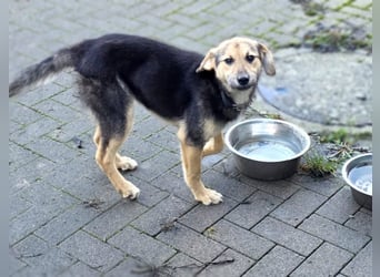 Rossa - kleine Entdeckerin mit großem Herzen - auf Pflegestelle in Deutschland