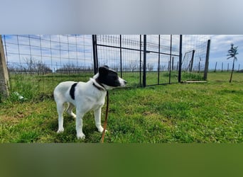 Flynn ist noch vorsichtig - aktuell in Rumänien