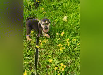 Sara - ein kleines Herz auf vier Pfoten - aktuell noch in Rumänien