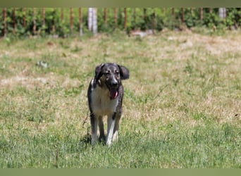 Ronja sucht ihr Für-immer-Zuhause - aktuell in Bosnien