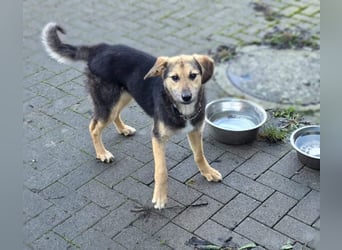 Rossa - kleine Entdeckerin mit großem Herzen - auf Pflegestelle in Deutschland