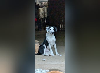 Benny – kleiner Herzenshund mit besonderem Blick - in 97724 Burglauer auf Pflegestelle