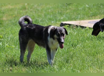 Ronja sucht ihr Für-immer-Zuhause - aktuell in Bosnien
