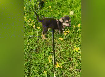 Sara - ein kleines Herz auf vier Pfoten - aktuell noch in Rumänien