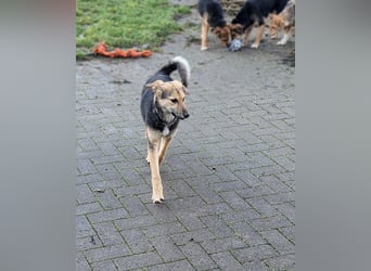 Rossa - kleine Entdeckerin mit großem Herzen - auf Pflegestelle in Deutschland