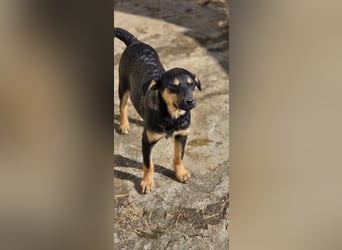 Mirona - liebt kleine Kinderhände - auf Pflegestelle in 97724 Burglauer