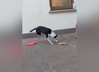 Benny – kleiner Herzenshund mit besonderem Blick - in 97724 Burglauer auf Pflegestelle