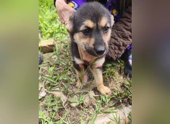 Sara - ein kleines Herz auf vier Pfoten - aktuell noch in Rumänien