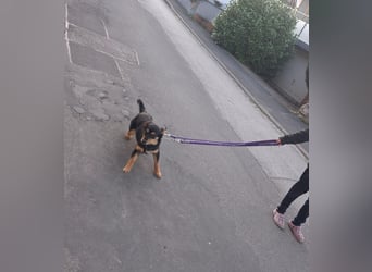 Mirona - liebt kleine Kinderhände - auf Pflegestelle in 97724 Burglauer