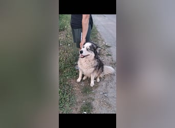 Kyra sollte vergiftet werden - noch in Rumänien